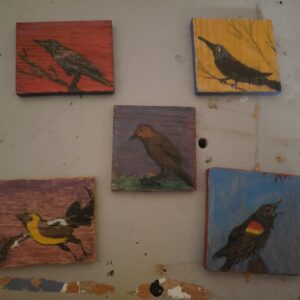 5 different local birds with five different colored backgrounds and sides