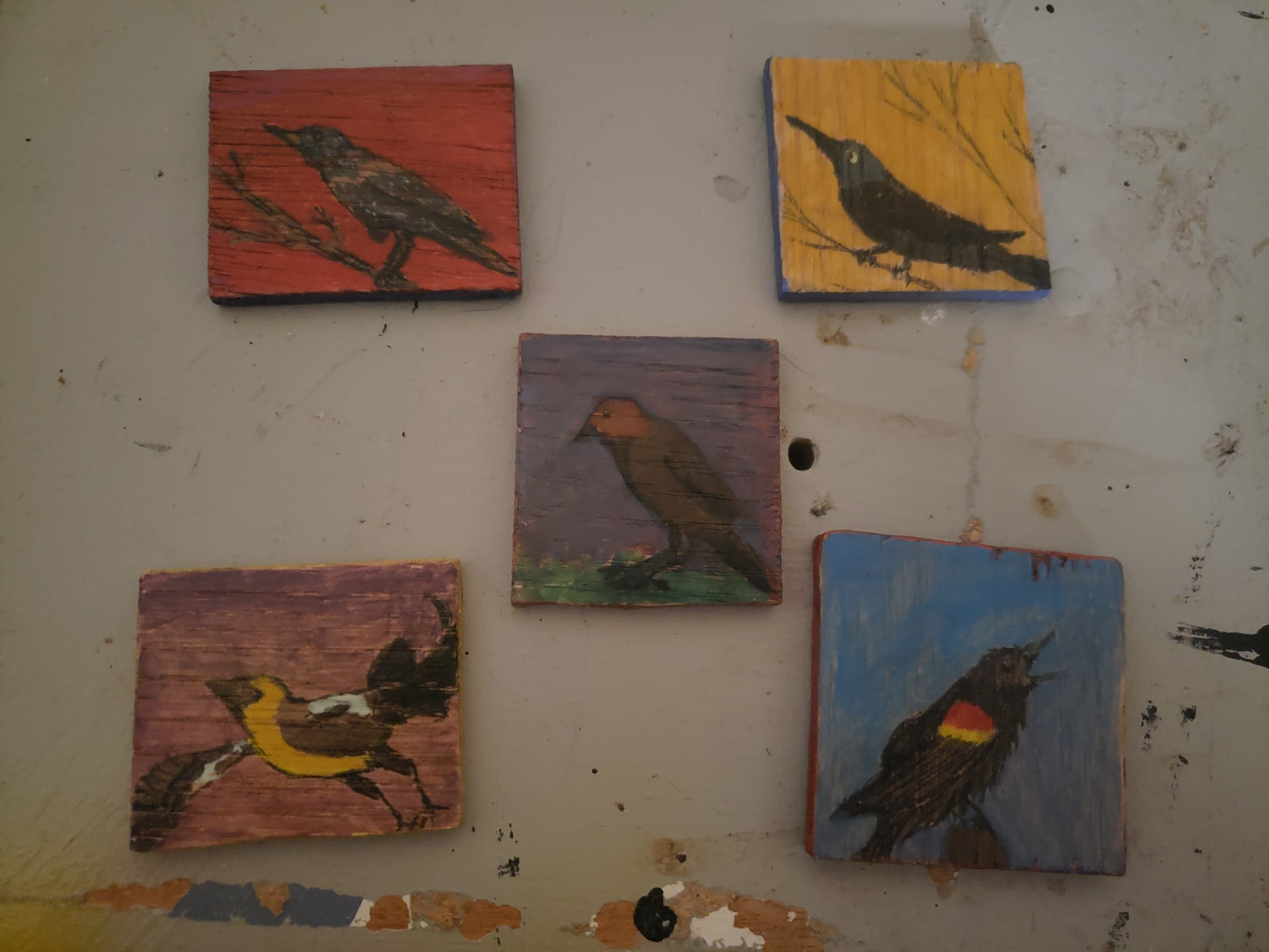 5 different local birds with five different colored backgrounds and sides