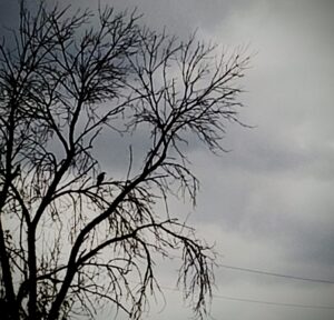 silhouette of a crow in a tree with stormy sky behind