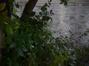 thin tree trunk and dark green foliage are in the foreground adn water on the blacktop behind shines like a river
